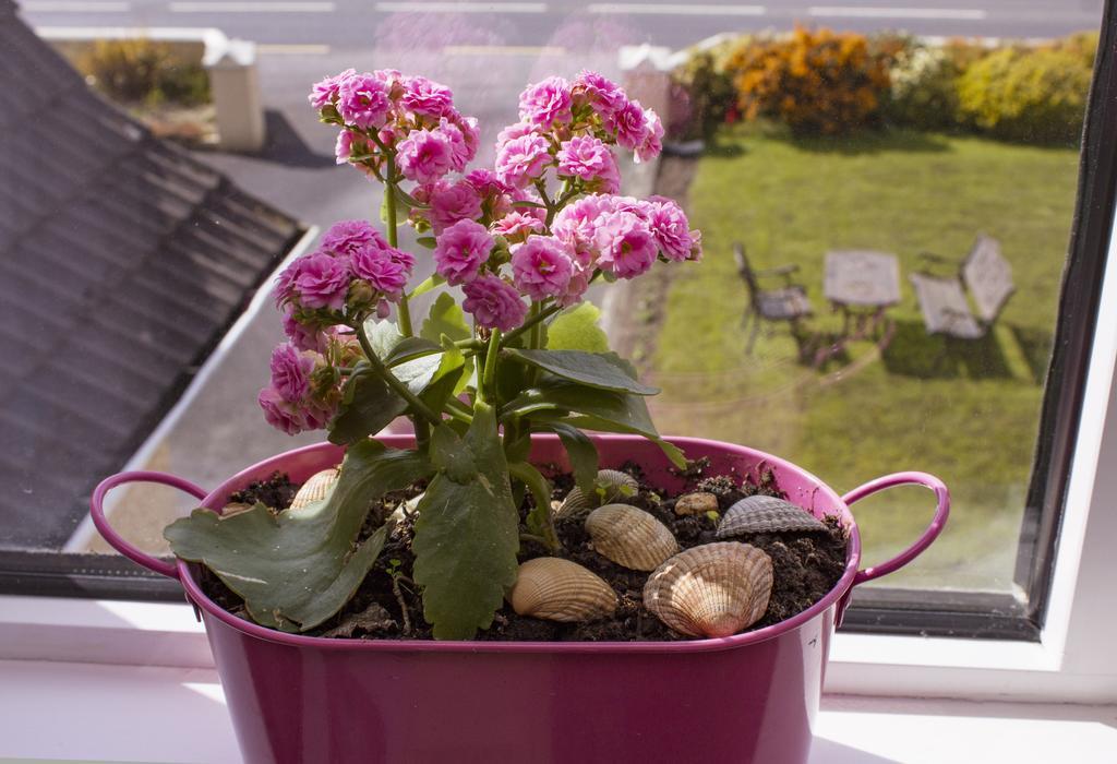 Eagle Heights Bed & Breakfast Enniscrone Dış mekan fotoğraf